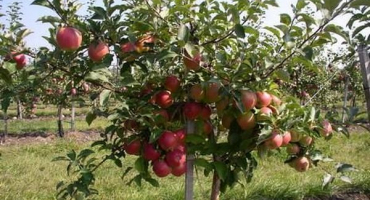 Popis a vlastnosti plodů odrůdy jabloní, vlastnosti pěstování a péče